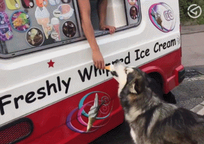 雪橇犬每天準時在馬路邊攔下路過的冰淇淋車，吃一個才肯回家